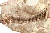 Fossil Oreodont (Merycoidodon) Skull w/ Vertebrae - South Dakota #227375-5